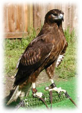 Red-Tail image