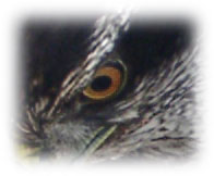 Raptor eye image