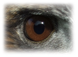 Raptor eye image