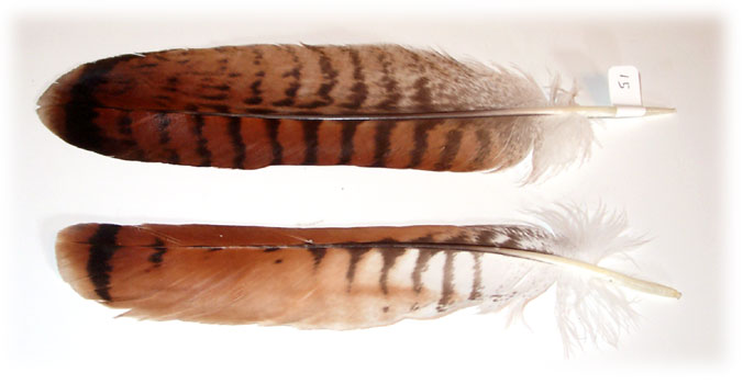 Red Hawk Feathers