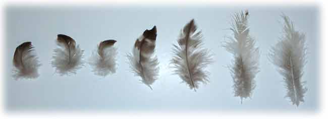 Feather image