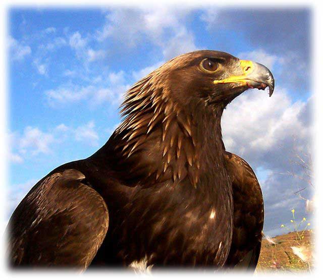 golden eagle in flight. Golden Eagle image