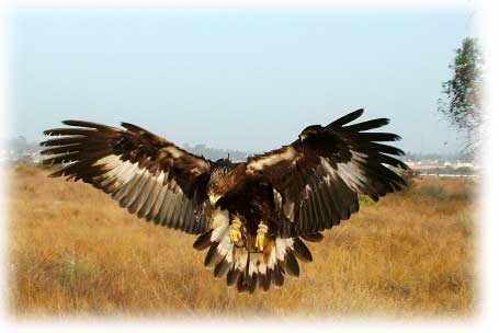 golden eagle hunting. Golden Eagle image