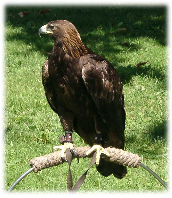 golden eagle in flight. Golden Eagle in flight.