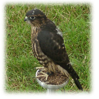 Merlin image