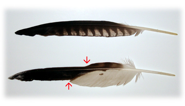 peregrine falcon feathers