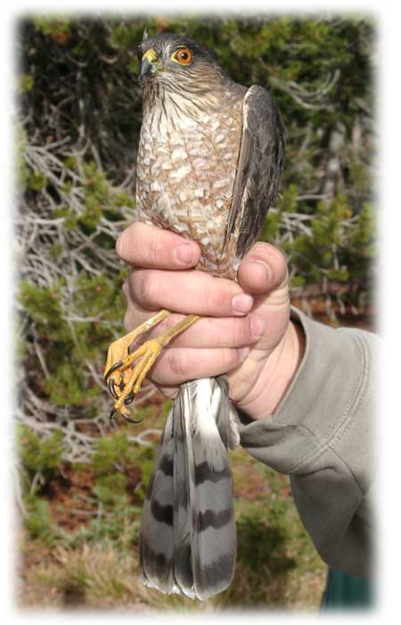 Bird cast image