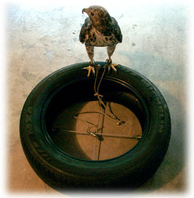 Perch image
