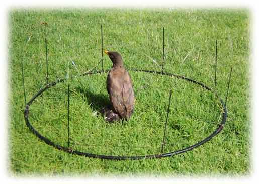 goshawk trap