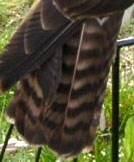 Red-Tail image