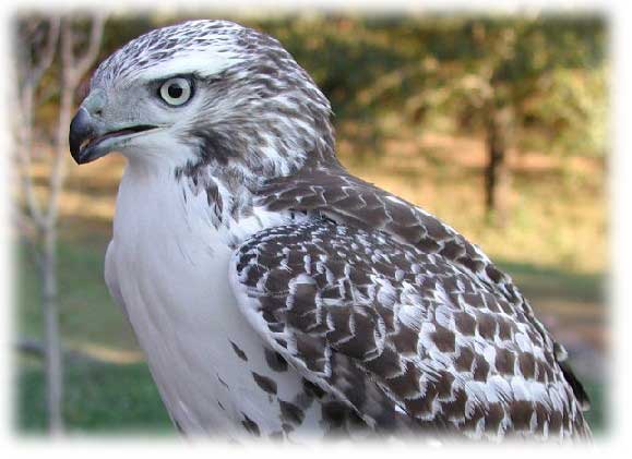 Red-Tail image