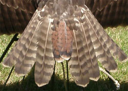 Mature Red-Tail image
