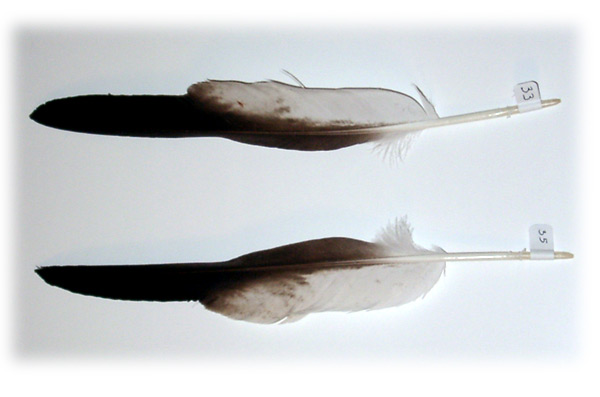 Feather image