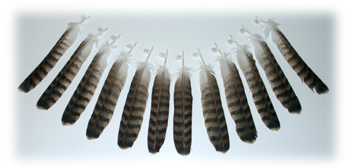 Feather image