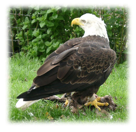 Bald Eagle image