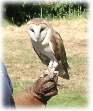 Barn Owl image