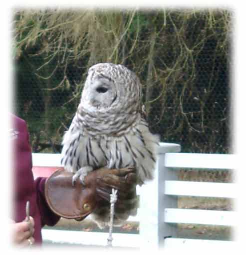Barred Owl image