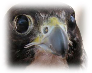 Broken beak image