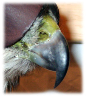 Beak image