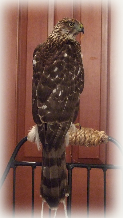 Cooper's Hawk image