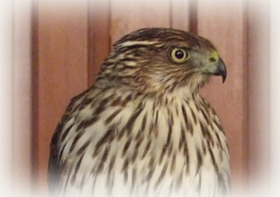 Cooper's Hawk image