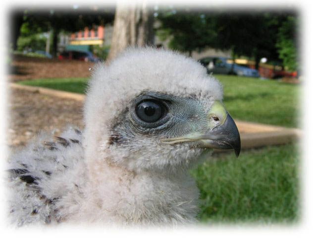 Raptor eye image