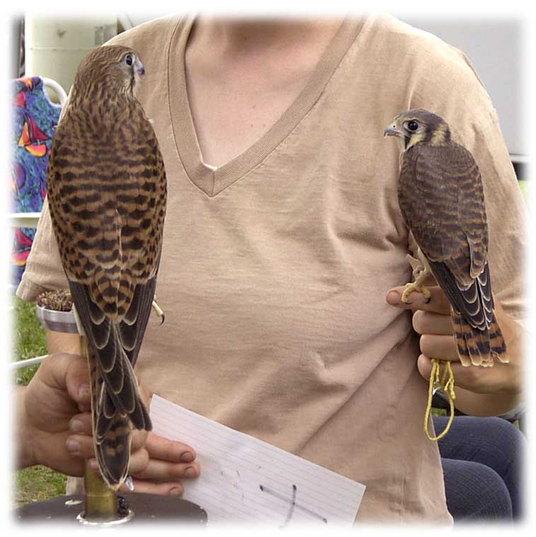 Eurasian Kestrel and American Kestrel image