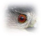 Raptor eye image