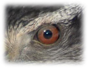 Raptor eye image