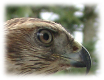 Raptor eye image