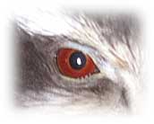 Raptor eye image