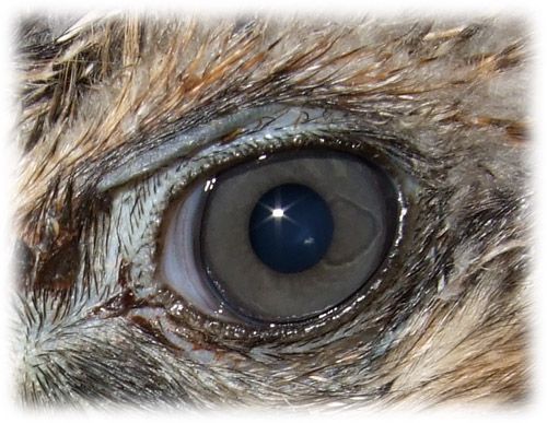 Raptor eye image