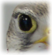 Raptor eye image