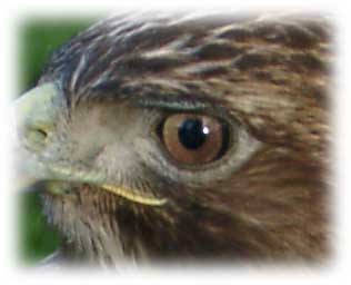 Raptor eye image