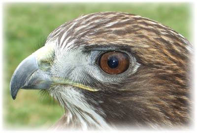 Raptor eye image