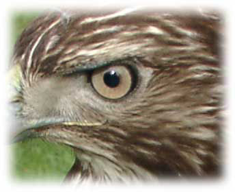 Raptor eye image