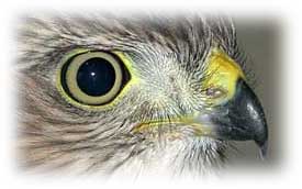 Raptor eye image