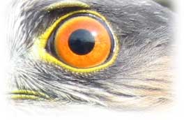 Raptor eye image