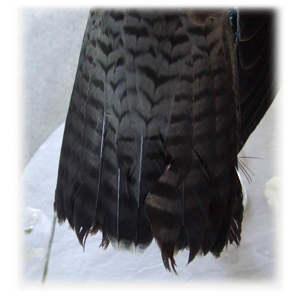 Feather image