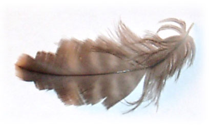 Feather lice image