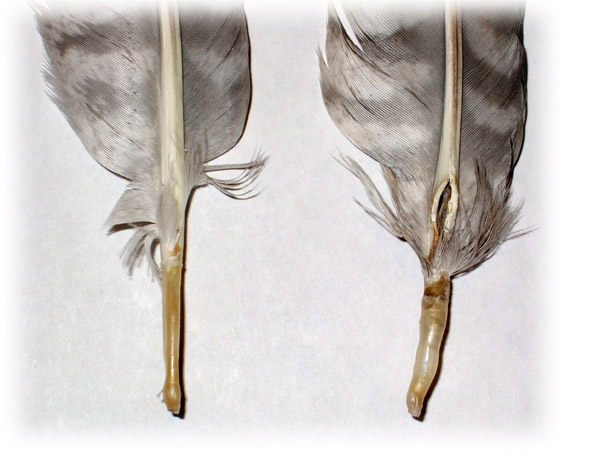 Feather image