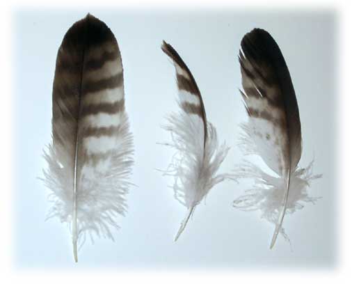 Feather image