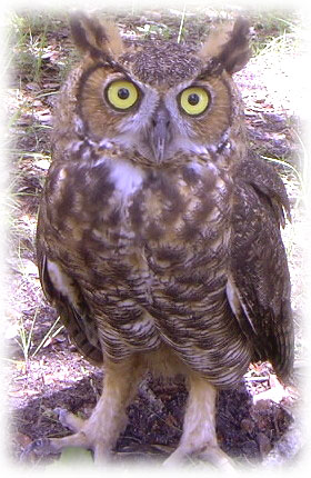 Great Horned Owl image