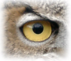 Raptor eye image