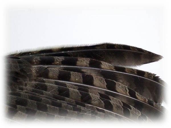 Feather image