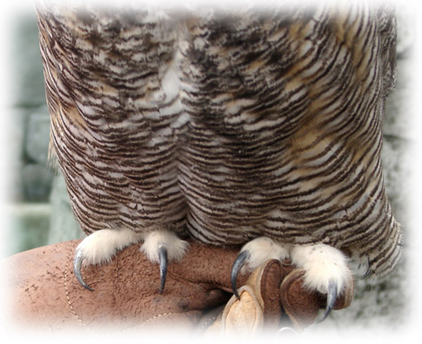 Great Horned Owl image