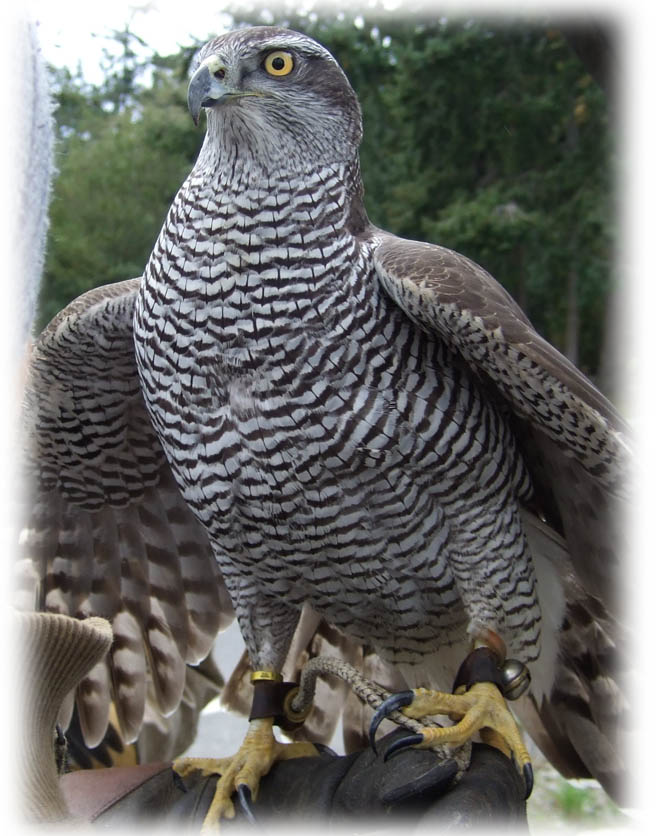 Goshawk image