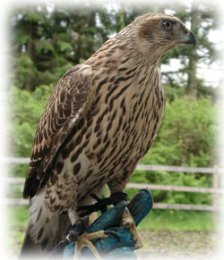 Goshawk image