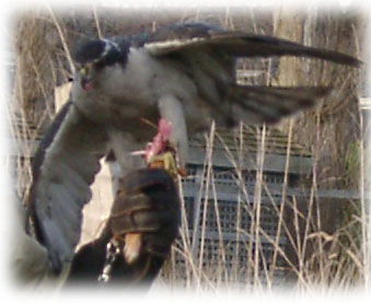 Goshawk image