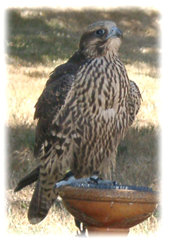 Gyr-Peregrine image